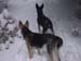 Chiens
