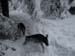 Chiens