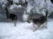 Chiens