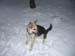 Chiens
