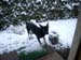 Chiens