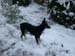 Chiens