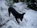 Chiens