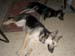 Chiens