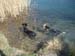 Chiens