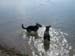 Chiens