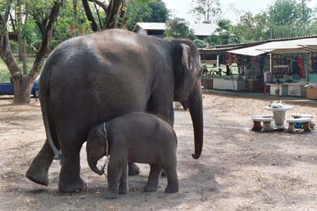 Elephants