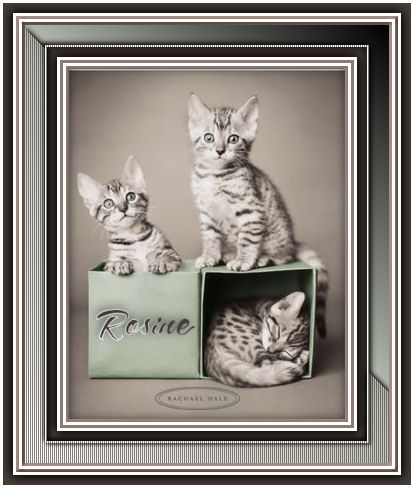 rosine chat sites 눇le lieu le calme la mer la gentillesse de rosine bambou le chat sainte-marie-du-mont cliquez ici pour consulter plus d'établissements proches de sites d. rosine chat sites 눇le lieu le calme la mer la gentillesse de rosine bambou le chat sainte-marie-du-mont cliquez ici pour consulter plus d'établissements proches de sites d.
