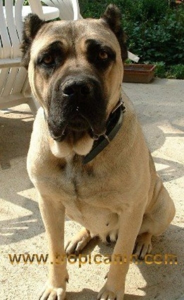 Roxanne