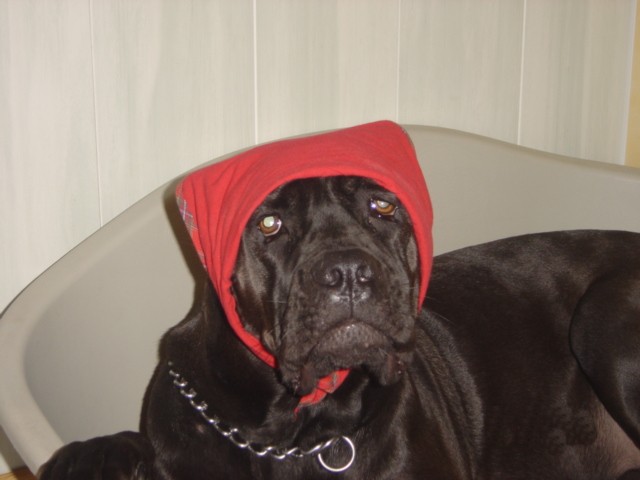 Tina, chaperon rouge