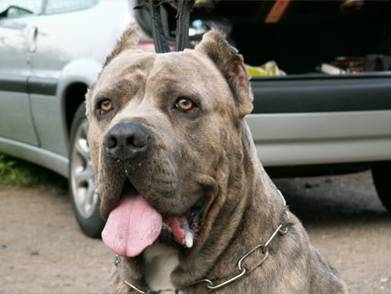 Tyson (disponible pour saillies, voir page annonces)